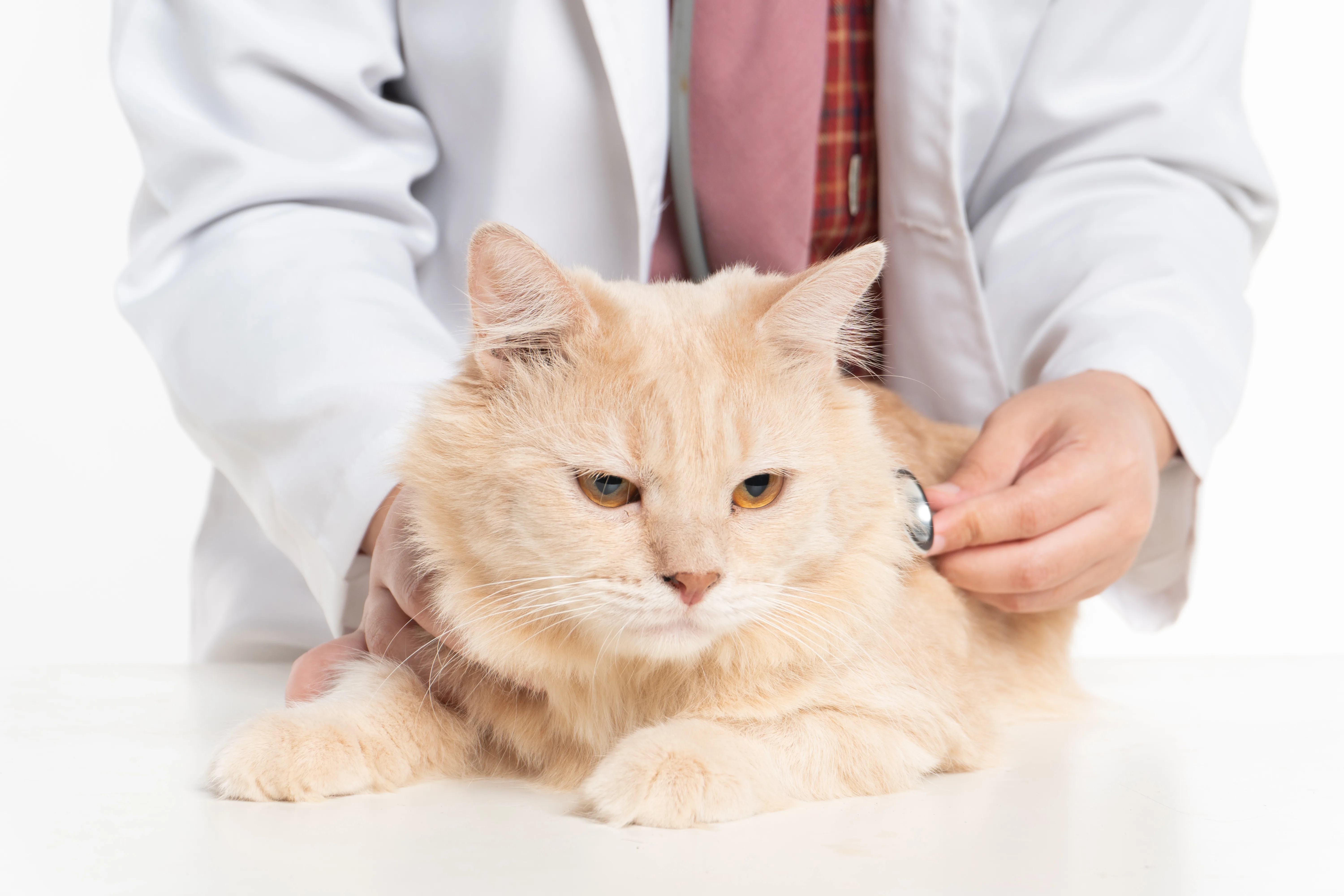 Veterinarian examining cat